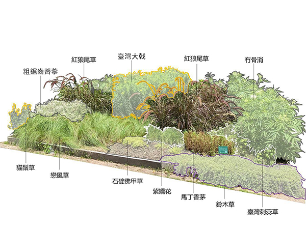 臺北植物園季節限定 專屬臺灣的野草花園 台灣新論